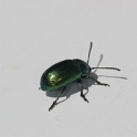 Macros divers chalet - 006